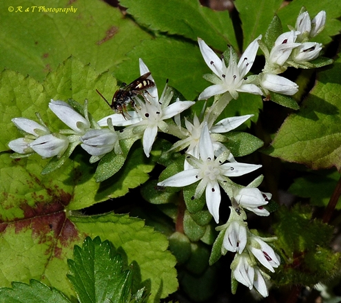 {Sedum ternatum}